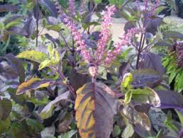 Image result for Ocimum fimbriatum