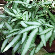 Image result for Pteris cretica