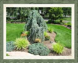Weeping Blue Atlas Cedar Focal Point In The Garden Blue Atlas Cedar Weeping Blue Atlas Cedar Desert Landscaping