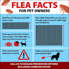 Petroglyph Animal Hospital Here Are Some Flea Facts Because Every Season Is Flea Season On Vancouver Island Contact Our Knowledgeable Staff To Discuss How Best To Protect Your Pets Facebook