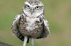 Satwa ini seringkali dikaitkan dengan berbagai mitos dan dunia magis. Bernama Mpob Setuju Penggunaan Burung Hantu Kawal Tikus Di Ladang Sawit
