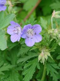 Image result for Geranium bohemicum Orhcid Blue