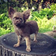 How To Make An Interesting Art Piece Using Tree Branches Ehow Chihuahua Love Chihuahua Puppies Cute Animals