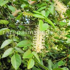 Image result for Grewia avellana