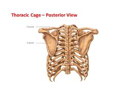The thoracic cage takes the form of a domed bird cage with the horizontal bars formed by ribs and costal cartilages. The Skeletal System Labelling The Bones Ppt Video Online Download