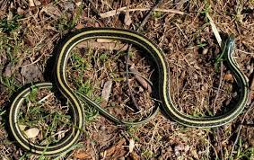 Prevalent throughout the southeast u.s. Meet New York S 17 Slithery Snakes 3 Are Venomous Potentially Deadly Newyorkupstate Com
