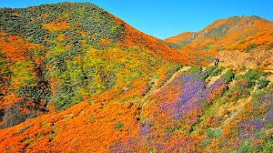 (photo by watchara phomicinda, the press. Flower Power Lake Elsinore Reopens Poppy Fields Amid Traffic Nightmare Times Of San Diego