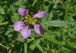 Image result for Fagonia