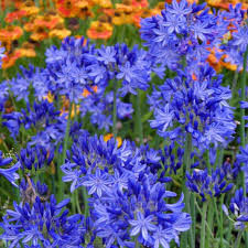 Image result for Agapanthus codii