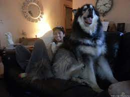 Caring for your alaskan malamute. Giant Alaskan Malamute Funpic Hu