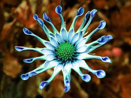 John enter, real name johnathan rozanski) is a freelance writer and internet critic known primarily for producing videos where he reviews works of animation, both good and bad. Strange And Beautiful Products I Love Pinterest Strange Strange Flowers Purple Flowers Wallpaper Unusual Flowers