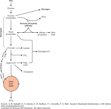 Metabolism Of Carbohydrates Harpers Illustrated