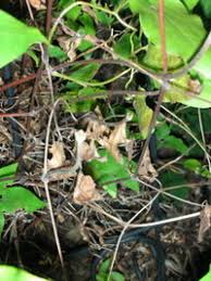 Check spelling or type a new query. Clematis Wilt What It Is And How To Treat And Prevent It Dave S Garden