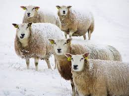 Последние твиты от baa ram ewe (@baarameweknits). Baa Ram Ewe Baa Ram Ewe To Your Breed Your Fleece Your Clan Be True Sheep Be True Baa Ram Ewe Sheep Farm Sheep Sheep And Lamb