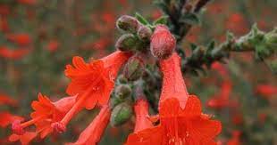 California Fuchsia Hummingbird Plants Single Flower Flower Anatomy
