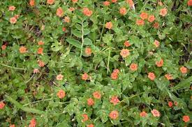 Once considered a weed of cornfields, the scarlet pimpernel is now in decline due to intensive agricultural practices. Lysimachia Arvensis