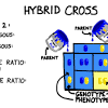 Which of the genotypes in 1 would be hybrids. 1