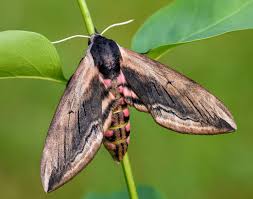 Image result for Hypselodelphys