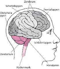 Der vergleich der ergebnisse von 14 gesunden personen und patienten mit depressionen ergab, dass bei den depressiven patienten weniger wasser von innerhalb der blutgefäße nach außen wanderte, was eine gestörte. Gehirn Storungen Der Hirn Ruckenmarks Und Nervenfunktion Msd Manual Ausgabe Fur Patienten