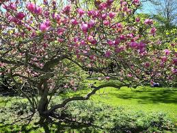 Image result for magnolia soulangeana