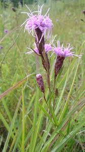Check spelling or type a new query. Liatris Ligulistylis Meadow Blazing Star Prairie Moon Nursery