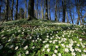 Lovely strong plants from this seller will look great in a difficult area of the garden that needs ground cover. Plants For Ground Cover Plants For A Purpose Thompson Morgan