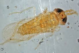 Image result for Melinis effusa