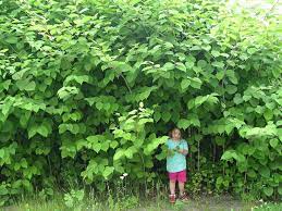 How can you kill japanese knotweed? Japanese Knotweed The Invasive Plant That Eats The Value Of Your Home