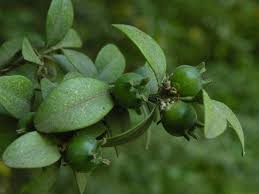 Image result for Buxaceae