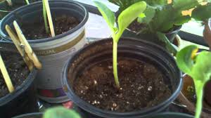 .maple roasted brussel sprout quinoa salad, zucchini, brussel sprout & halloumi fritters, loaded brussel sprout & tomato pasta bake with chicken & sausage. How To Grow Zucchini Courgettes Can You Bury Leggy Zucchini Seedlings Deep Growing Zucchini Seedlings Courgette
