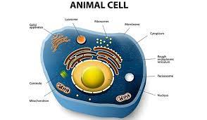 Maybe you would like to learn more about one of these? What Are The Differences Between Plant Cells And Animal Cells Worldatlas
