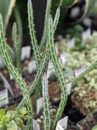 Image result for Kleinia