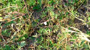 Image result for Ipomoea coptica