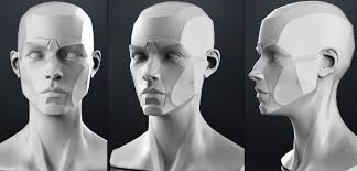 Planes Of The Head Female 3d Model Obj Stl Cgtrader Com Femalefaces Planes Of The Face Head Anatomy Anatomy Drawing