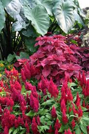 Red Plume Celosia Cockscomb Red Velvet Sun Coleus Elephant Ear Beautiful Flowers Garden Plants Shade Plants