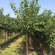 Le cerisier bigarreau burlat produit de gros fruits sucrés, juteux et savoureux. Prunus A Bigarreau Burlat Online Kopen Eenvoudig Online Fruitbomen Bestellen