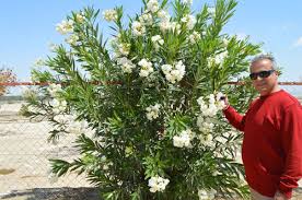 Fenugreek)‏ نوع نباتي حولي من جنس الحلبة يتبع الفصيلة البقولية. Ø§Ø³ØªØ±Ø§ØªÙŠØ¬ÙŠØ§Øª Ø§Ù„Ø¯ÙØ§Ø¹ ÙˆØ§Ù„Ø­Ù…Ø§ÙŠØ© Ù„Ø¯Ù‰ Ø§Ù„Ù†Ø¨Ø§ØªØ§Øª ÙˆØ§Ù„Ø£Ø´Ø¬Ø§Ø±
