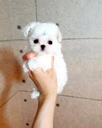 Financing is available, contact now! Pocket Teacup Maltese Size Puppies Rynfield Dogs Puppies Public Ads 55498
