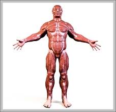 We did not find results for: Anatomy System Human Body Anatomy Diagram And Chart Images Human Body Anatomy Diagrams