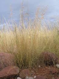 Image result for Eragrostis nindensis