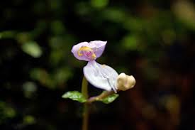 Image result for Disperis