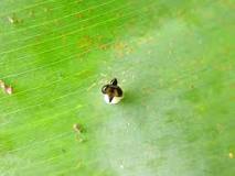 Image result