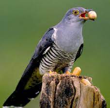 Übertragen auch (da die eintönigkeit des rufes den vogel als töricht erscheinen läßt) 'tor, narr'. Verhaltensforschung Was Der Kuckuck Mit Der Mafia Gemein Hat Welt