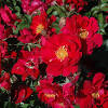 The john cabot rose is surely one of my favourite plants in the garden. Https Encrypted Tbn0 Gstatic Com Images Q Tbn And9gct6awcvoqezcttwlnewu Hovpvzkje8yhcdeqxlpucd6m9dod L Usqp Cau