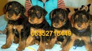 Airedale Terrier 2 Airedale Terrier