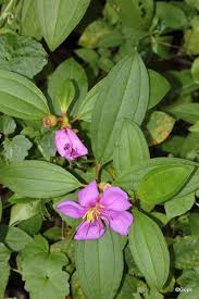 Image result for Melastomastrum