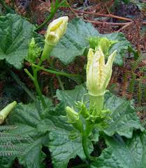 Image result for Peponium