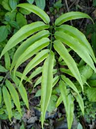 Image result for Coniogramme africana