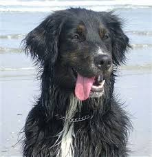 Modern and ethical · dog training simplified · easy to follow steps Bernese Golden Mountain Dog Breed Information And Pictures