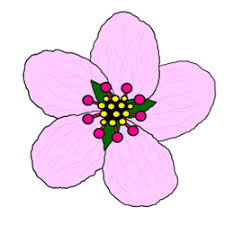 Hand embroidery designs embroidery patterns cherry blossom drawing floral drawing drawing flowers blossom tattoo motif floral painting patterns vintage flowers. Cartoon Cherry Blossom Drawing How To Draw Cartoons